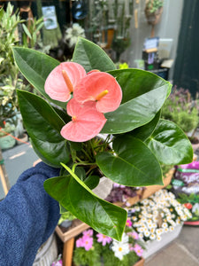 Anthurium andraeanum Spirit / Flamingo Flower