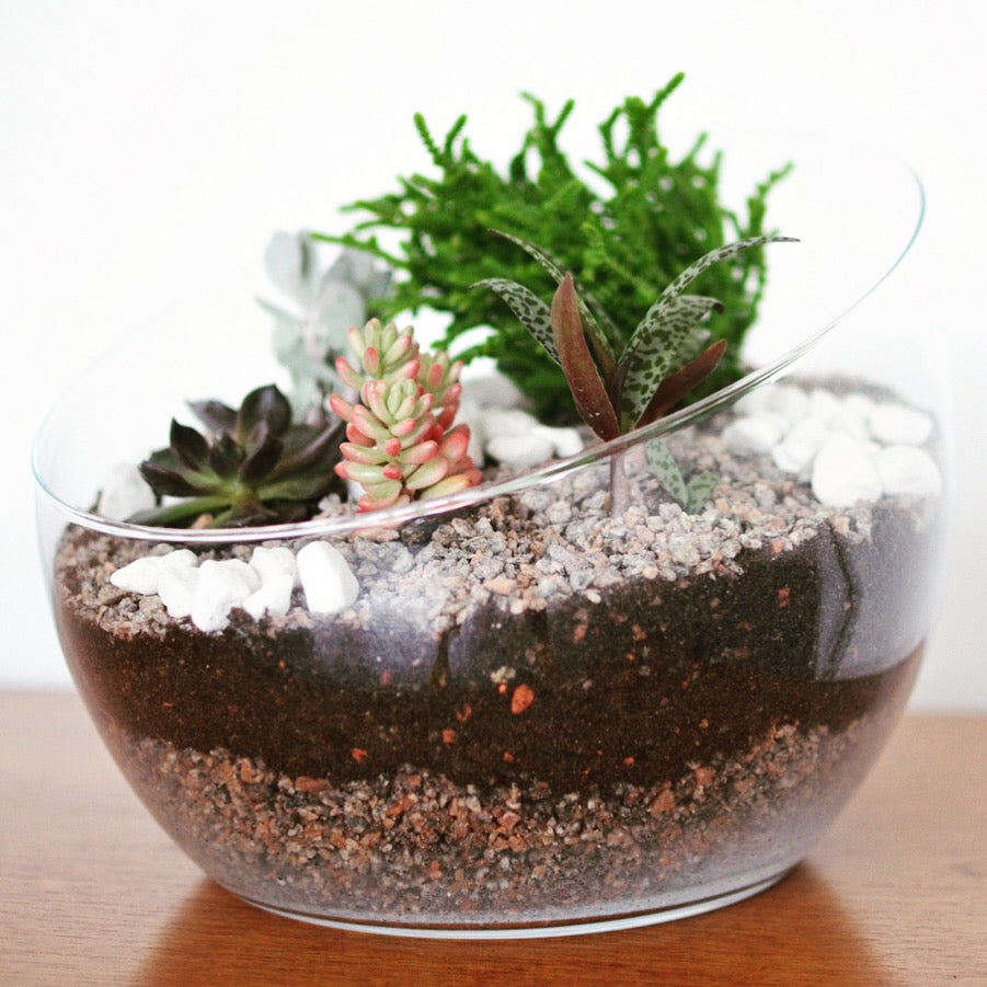 Make Your Own Succulent Terrarium Workshop