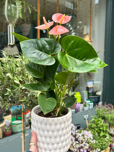 Anthurium andraeanum Spirit / Flamingo Flower