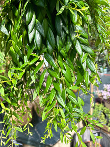 Aeschynanthus japhrolepis / Lipstick Vine - 17cm Pot