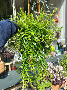 Aeschynanthus japhrolepis / Lipstick Vine - 17cm Pot