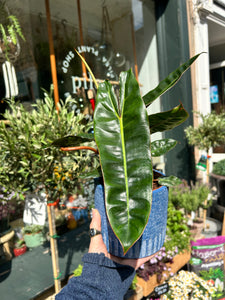 Philodendron billietiae / Billiet’s Tree Hugger
