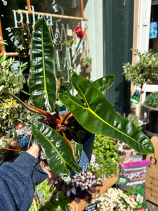 Philodendron billietiae / Billiet’s Tree Hugger
