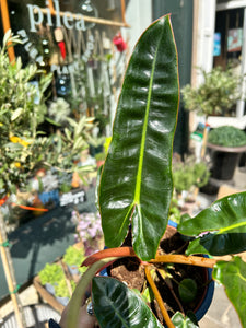 Philodendron billietiae / Billiet’s Tree Hugger