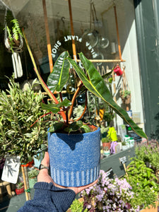 Philodendron billietiae / Billiet’s Tree Hugger