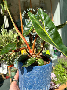 Philodendron billietiae / Billiet’s Tree Hugger