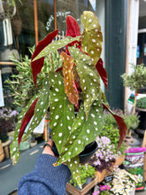 Load image into Gallery viewer, Begonia maculata / Polka Dot Begonia - *Local Delivery or Local Pick Up Only*
