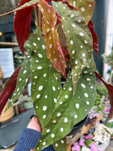 Load image into Gallery viewer, Begonia maculata / Polka Dot Begonia - *Local Delivery or Local Pick Up Only*
