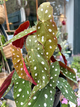Load image into Gallery viewer, Begonia maculata / Polka Dot Begonia - *Local Delivery or Local Pick Up Only*
