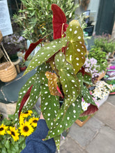 Load image into Gallery viewer, Begonia maculata / Polka Dot Begonia - *Local Delivery or Local Pick Up Only*

