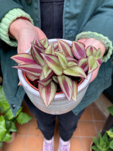 Tradescantia zebrina 7cm Pot - Inch Plant
