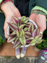 Load image into Gallery viewer, Tradescantia zebrina 7cm Pot - Inch Plant
