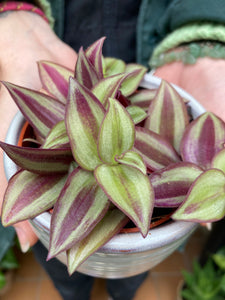 Tradescantia zebrina 7cm Pot - Inch Plant