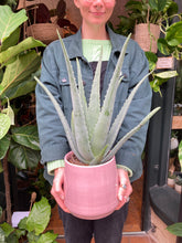 Load image into Gallery viewer, Aloe Vera Barbadensis - *Local Delivery or Local Pick Up Only*
