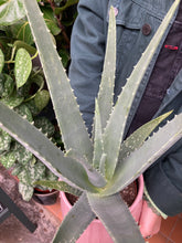 Load image into Gallery viewer, Aloe Vera Barbadensis - *Local Delivery or Local Pick Up Only*
