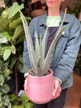 Load image into Gallery viewer, Aloe Vera Barbadensis - *Local Delivery or Local Pick Up Only*
