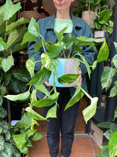 Load image into Gallery viewer, Epipremnum aureum / Devils Ivy - 15cm Pot
