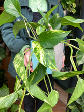 Load image into Gallery viewer, Epipremnum aureum / Devils Ivy - 15cm Pot

