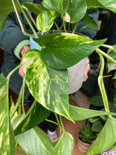 Load image into Gallery viewer, Epipremnum aureum / Devils Ivy - 15cm Pot
