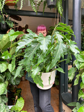 Load image into Gallery viewer, Philodendron bipinnatifidum Xanadu - *Local Delivery or Local Pick Up Only*
