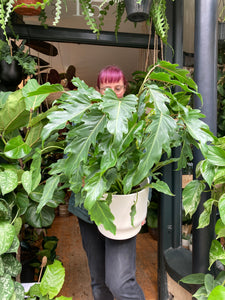 Philodendron bipinnatifidum Xanadu - *Local Delivery or Local Pick Up Only*