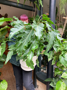 Philodendron bipinnatifidum Xanadu - *Local Delivery or Local Pick Up Only*