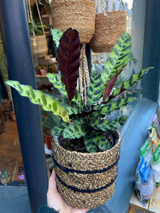 Calathea lancifolia Insigne / Rattlesnake Prayer Plant