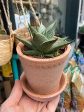 Load image into Gallery viewer, Haworthia limifolia &#39;Roux&#39;
