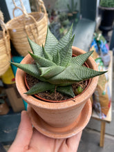 Load image into Gallery viewer, Haworthia limifolia &#39;Roux&#39;
