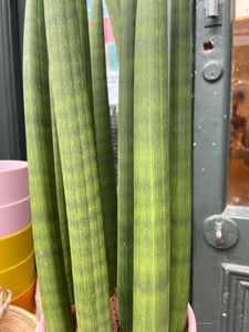 Sansevieria cylindrica 'Straight'- *Local Delivery Or Pick Up Only *