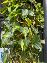 Load image into Gallery viewer, Philodendron scandens Brasil XXL -  *Local Delivery or Local Pick Up Only*
