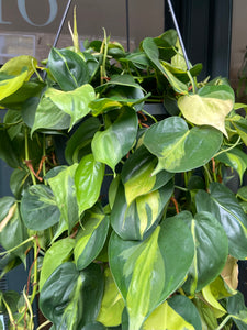 Philodendron scandens Brasil XXL -  *Local Delivery or Local Pick Up Only*