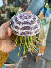 Load image into Gallery viewer, Tillandsia ionantha Urchin - Air Plant
