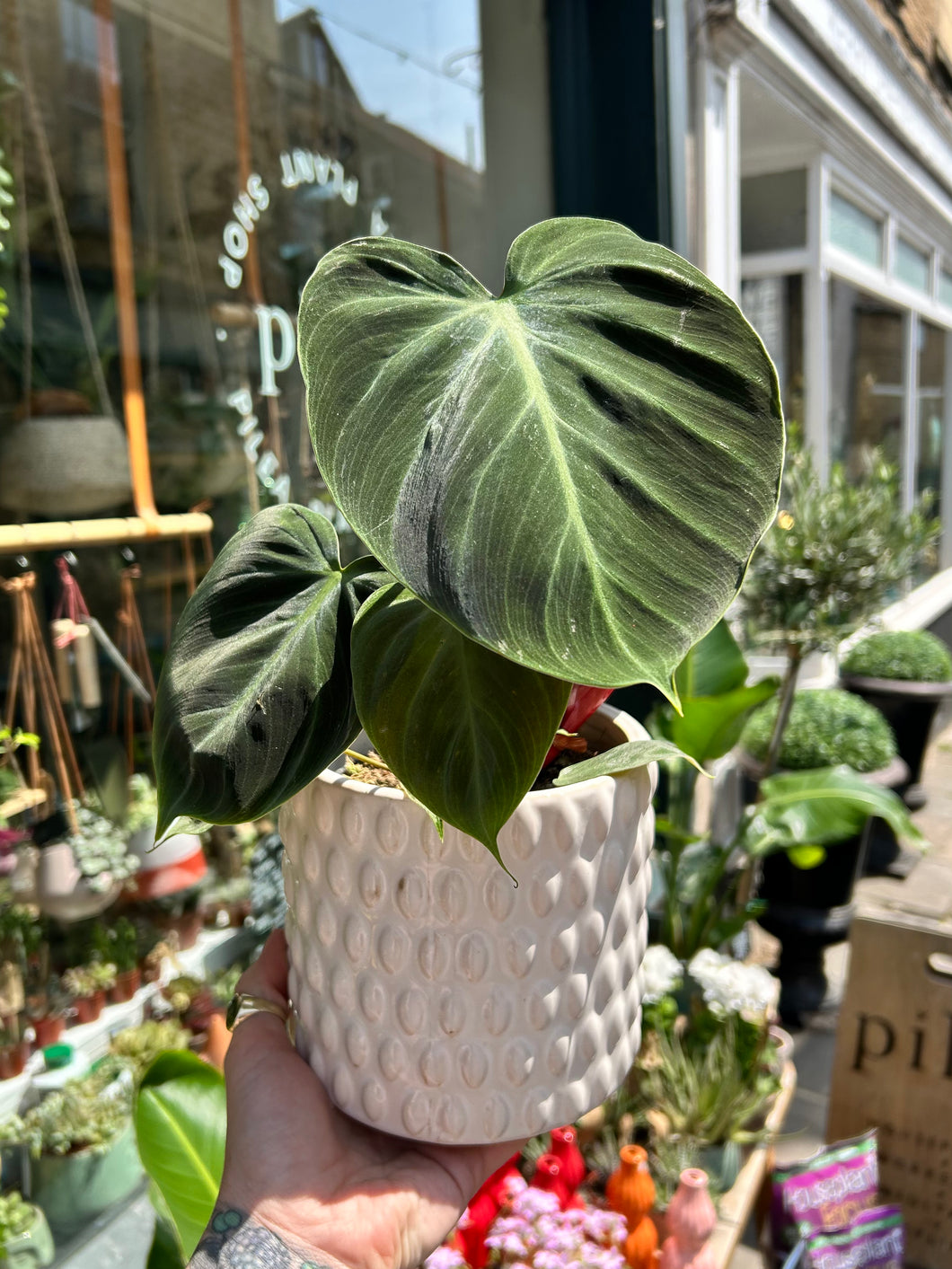 Philodendron rubrijuvenile / El Choco Red