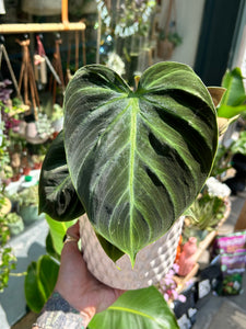 Philodendron rubrijuvenile / El Choco Red