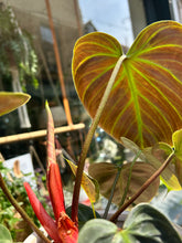 Load image into Gallery viewer, Philodendron rubrijuvenile / El Choco Red

