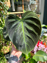 Load image into Gallery viewer, Philodendron rubrijuvenile / El Choco Red
