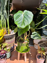Load image into Gallery viewer, Philodendron pastazanum / Velvet leaf Philodendron / Pasta plant Philodendron
