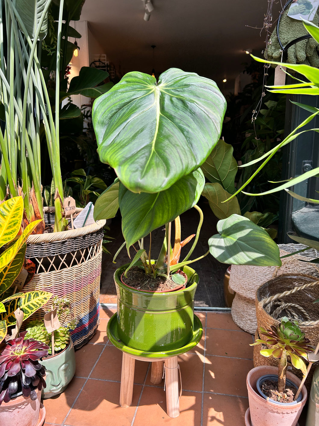 Philodendron pastazanum / Velvet leaf Philodendron / Pasta plant Philodendron