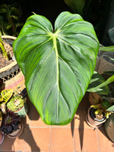 Load image into Gallery viewer, Philodendron pastazanum / Velvet leaf Philodendron / Pasta plant Philodendron
