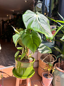 Philodendron pastazanum / Velvet leaf Philodendron / Pasta plant Philodendron