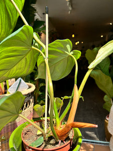 Philodendron pastazanum / Velvet leaf Philodendron / Pasta plant Philodendron