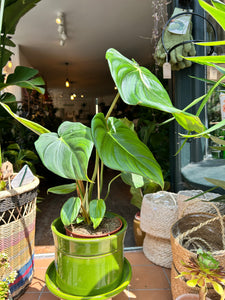 Philodendron pastazanum / Velvet leaf Philodendron / Pasta plant Philodendron