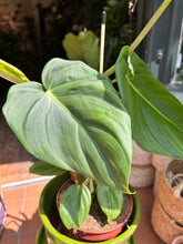 Load image into Gallery viewer, Philodendron pastazanum / Velvet leaf Philodendron / Pasta plant Philodendron
