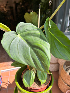 Philodendron pastazanum / Velvet leaf Philodendron / Pasta plant Philodendron