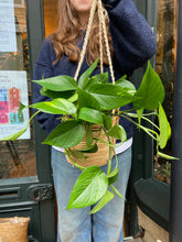 Load image into Gallery viewer, Epipremnum aureum - Devil’s Ivy
