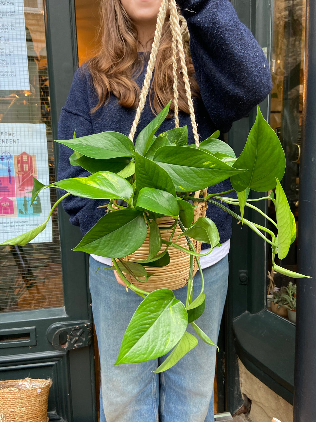 Epipremnum aureum / Devil’s Ivy