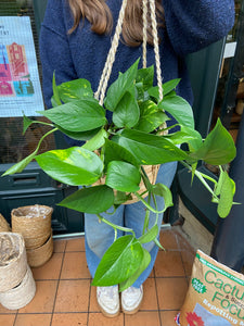 Epipremnum aureum - Devil’s Ivy