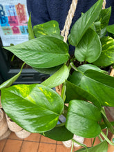 Load image into Gallery viewer, Epipremnum aureum - Devil’s Ivy
