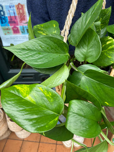 Epipremnum aureum - Devil’s Ivy